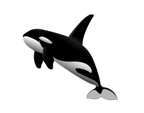 Young killer whale Stock Illustration