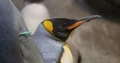 Young King Penguin (Aptenodytes patagonicus) head profile close up in rock cave 4k or 4k+ Resolution