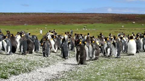 Young King Penguins Stock Footage 28498786