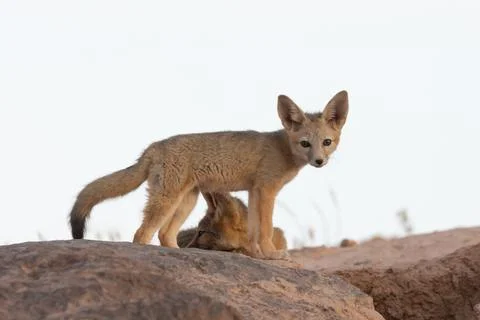 A young Kit Fox stands with it's legs framing an adult fox Stock Photos