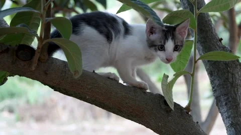 Young Kitten Climbing Along Tree Trunk in Garden Stock-Footage 342809485
