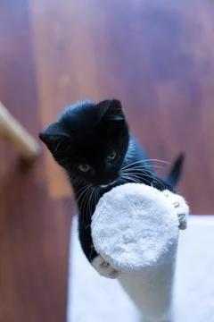 A young kitten climbing into a scratching post Stock Photos