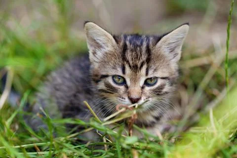 Young kitten in the grass Stock Photos