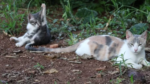 Young Kitten Grooming Beside Resting Mother Cat Stock Footage 342809488