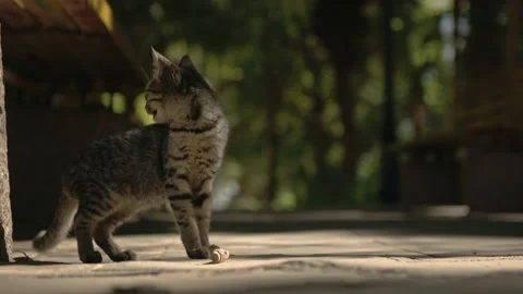 Young Kitten Looking Around in Botanical Garden Egypt Video stock 234576260