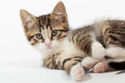 Young kitten lying Foto stock