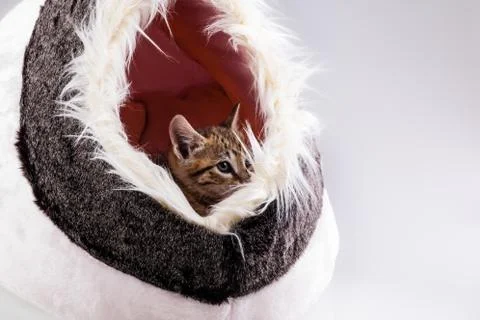 Young kitten Stock Photos