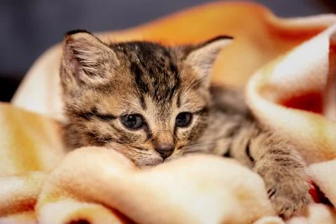 A young kitten Stock Photos