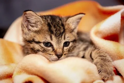 A young kitten 库存照片
