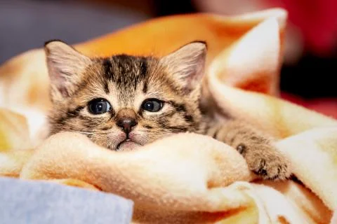 A young kitten Stock Photos