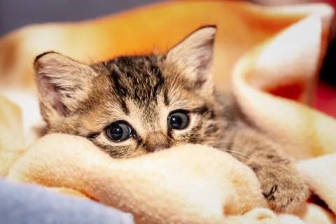 A young kitten 库存照片