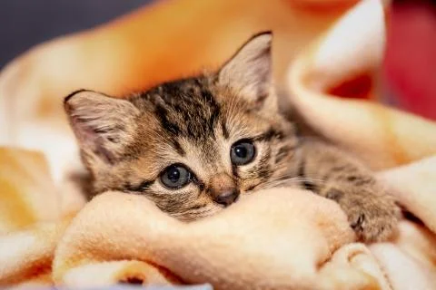 A young kitten 库存照片