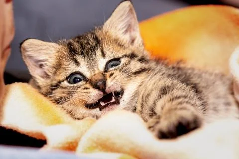 A young kitten Stock Photos