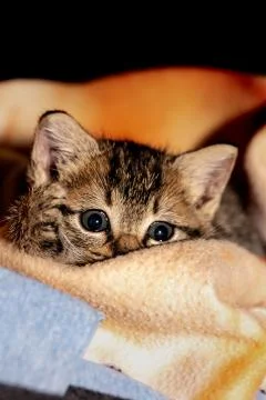 A young kitten Stock Photos