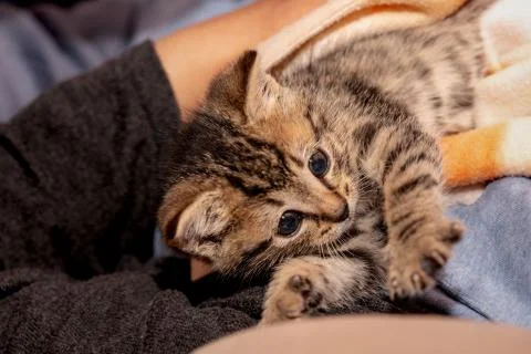 A young kitten Stock Photos