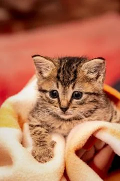 A young kitten 库存照片