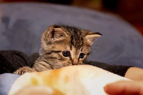 A young kitten Stock Photos