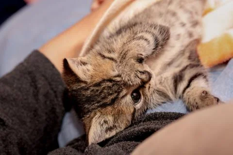 A young kitten 库存照片