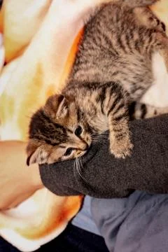 A young kitten Stock Photos