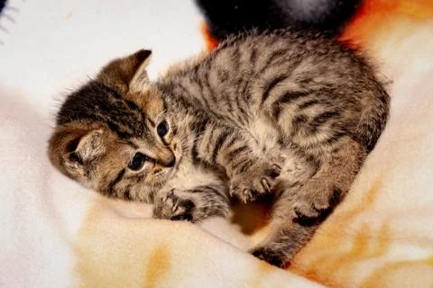 A young kitten 库存照片