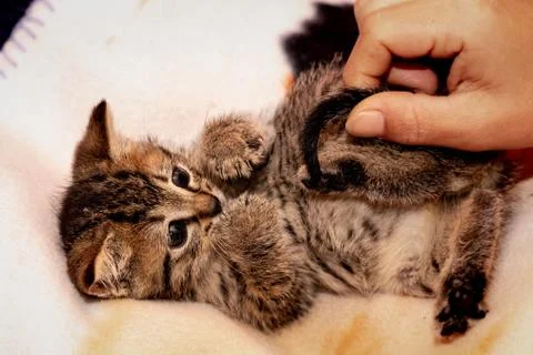 A young kitten Stock Photos