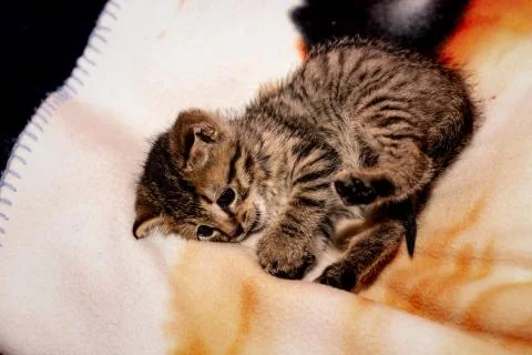A young kitten 库存照片