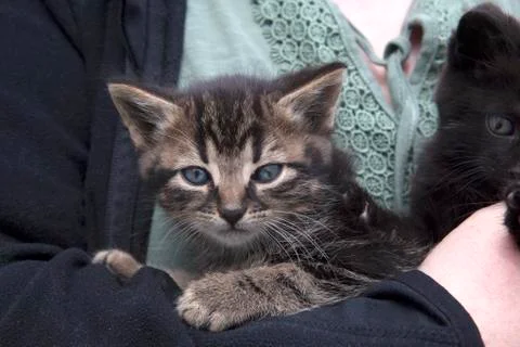 Young kitten Stock Photos