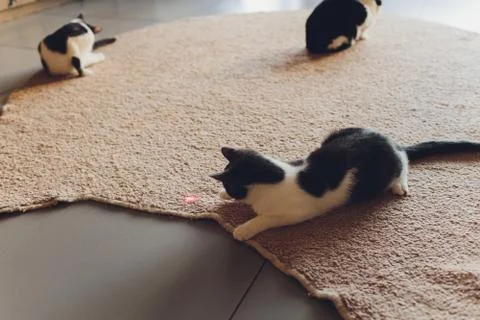 Young kitten is playing with laser pointer image. Stock Photos