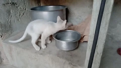 Young Kitten Posing Beside Kitchen Utensils Facing Camera Video stock 347340098