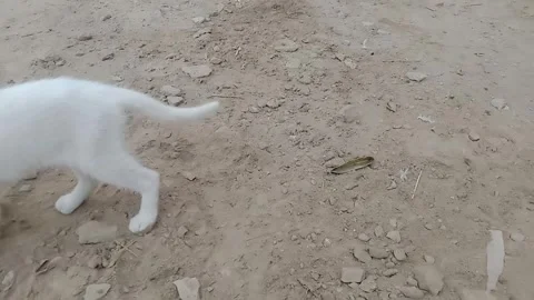 Young Kitten Urinating Outdoors Stock Footage 346737858