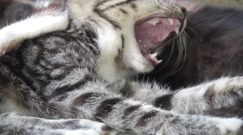 Young Kitten Yawning, close up Stock Footage 55448172