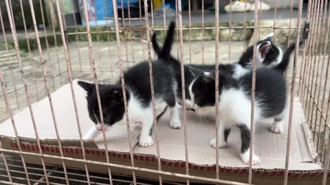 Young Kittens Exploring Inside a Metal Cage in Outdoor Setting Stock Footage 333306960