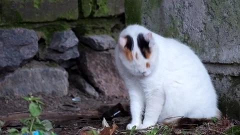 Young kitty is cleaned after eating Stock Footage 82548714