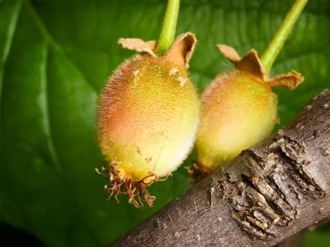 Young kiwi Stock Photos