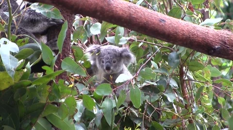 Young koala bear scratching Stock Footage 61798089