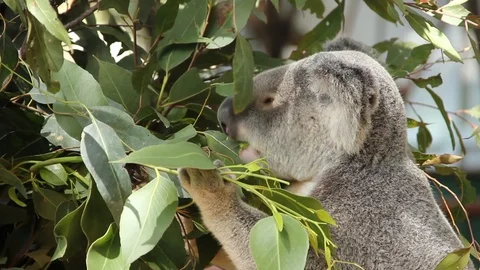Young Koala Stock Footage 124092860