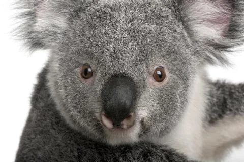 Young koala, Phascolarctos cinereus, 14 months old, in front of white background Stock Photos