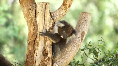 Young Koala in Tree Stock Footage