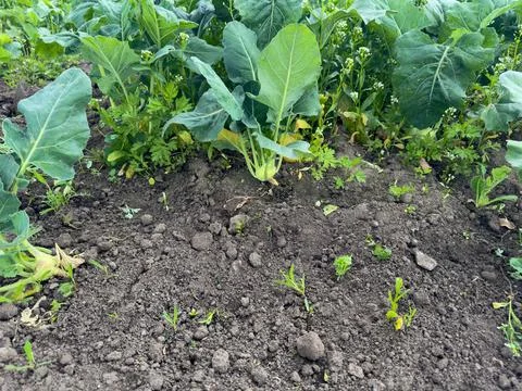 The young kohlrabi sprouting from the soil in spring on a field. Stock Photos
