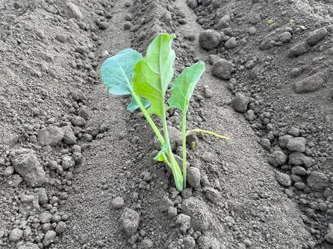 The young kohlrabi sprouting from the soil in spring on a field. Stock Photos