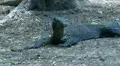 Young Komodo dragon close up HD Footage