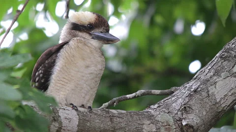 A young Kookaburra learning about life Video stock 169010995
