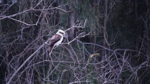 Young Kookaburra in Tree 스톡 동영상 188348306