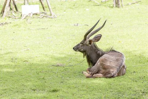 Young Kudu male (Antelope-Tragelaphus Imberbis), resting in the outdoor safari z Stock Photos