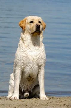 Young Labrador dog on beach Stock Photos