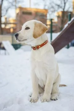 Young labrador observing winter grounds in the nature. Stock Photos