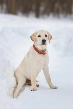 Young labrador observing winter grounds in the nature.. Stock Photos