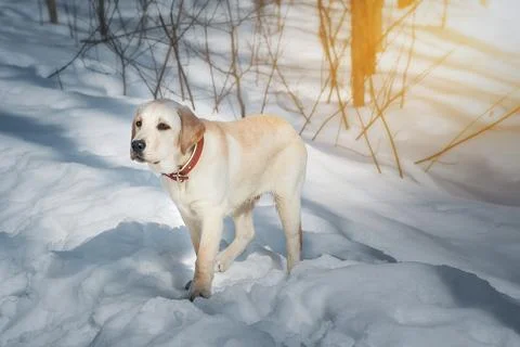 Young labrador observing winter grounds in the nature. Stock Photos