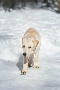 Young labrador observing winter grounds in the nature.. Stock Photos