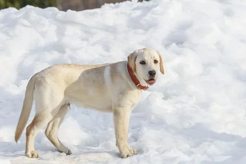 Young labrador observing winter grounds in the nature.. Stock Photos